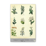 Culpeper’s Complete Herbal c.1750, Plate 14 Botanical Engraving Reproduction on Canvas