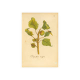Populus nigra (Black Poplar) with Leaf Galls, Colorized Reproduction from Erucarum Ortus (1717), GoGardenNow Exclusive