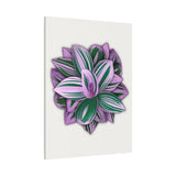 Tradescantia Nanouk Canvas Print – Botanical Wall Art
