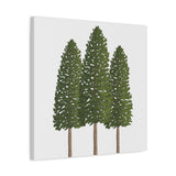 Ponderosa Pine Canvas Print – Wall Art