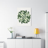 Calathea White Fusion Canvas Print – Botanical Wall Art