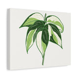 Philodendron Cream Splash Canvas Print – Botanical Wall Art