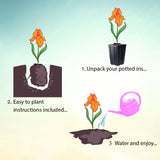 Cordoba Iris Quart Container