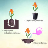 Step-by-step guide to planting a potted iris with illustrations and text.