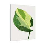 Manjula Pothos Illustrated Canvas Print – Botanical Wall Art