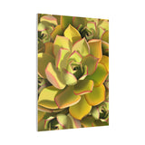 Noble Aeonium Succulent Pattern Canvas Print – Botanical Wall Art