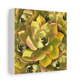 Noble Aeonium Succulent Pattern Canvas Print – Botanical Wall Art