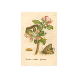 Malus mellia florens (Flowering Apple) with Caterpillar and Butterfly, Reproduction from Erucarum Ortus (1717), GoGardenNow Exclusive