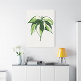 Philodendron Cream Splash Canvas Print – Botanical Wall Art