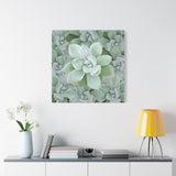 Pachyveria Haagei Succulent Pattern Canvas Print – Botanical Wall Art