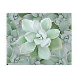 Pachyveria Haagei Succulent Pattern Canvas Print – Botanical Wall Art