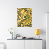Noble Aeonium Succulent Pattern Canvas Print – Botanical Wall Art