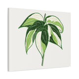 Philodendron Cream Splash Canvas Print – Botanical Wall Art