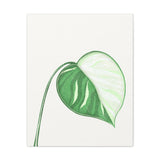 Monstera Albo Canvas Print – Botanical Wall Art
