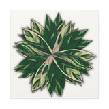 Stromanthe Triostar Canvas Print – Botanical Wall Art