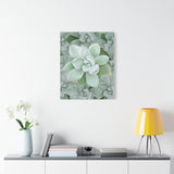 Pachyveria Haagei Succulent Pattern Canvas Print – Botanical Wall Art