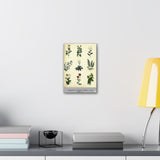 Decorative wall art with Culpeper plant illustrations on a white wall above a shelf.