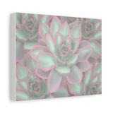 Echeveria Violet Queen Succulent Pattern Canvas Print – Botanical Wall Art