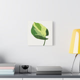 Manjula Pothos Illustrated Canvas Print – Botanical Wall Art