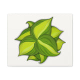 Philodendron Brasil Canvas Print – Botanical Wall Art