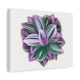 Tradescantia Nanouk Canvas Print – Botanical Wall Art
