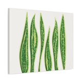 Snake Plant Canvas Print – Botanical Wall Art