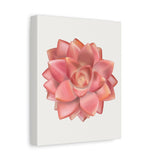 Graptosedum California Sunset Succulent Canvas Print – Botanical Wall Art