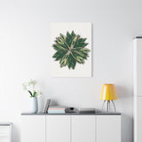 Stromanthe Triostar Canvas Print – Botanical Wall Art