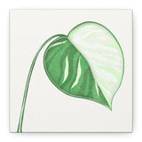 Monstera Albo Canvas Print – Botanical Wall Art
