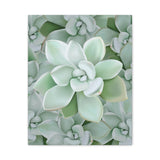 Pachyveria Haagei Succulent Pattern Canvas Print – Botanical Wall Art