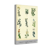 Canvas print with Culpeper illustrations of various plants on a beige background