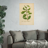 Salix caprea latifolia, Colorized Broad-Leaved Willow Engraving