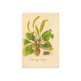 Plantago Major,  Antique Botanical Illustration of the Common Plantain
