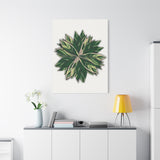Stromanthe Triostar Canvas Print – Botanical Wall Art