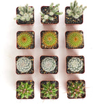 Grid of small cacti in square containers on a white background