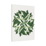 Calathea White Fusion Canvas Print – Botanical Wall Art