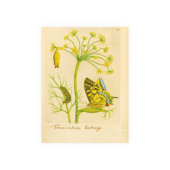Fennel with Swallowtail Butterfly and Caterpillar