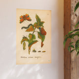 Urtica urens major, Colorized Stinging Nettle with Butterfly Life Cycle