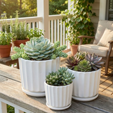 Potted succulents on a wooden table with a patio background 3-Piece White Ceramic Planter Pot Set with Fluted Design & Saucers