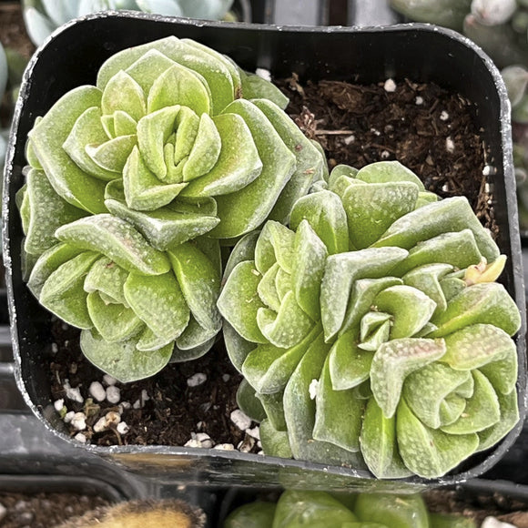 Crassula 'Dorothy' in a pot with soil and small stones.