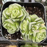 Crassula 'Dorothy' in a pot with soil and small stones.