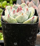 Green Echeveria 'Chihuahua' plant in a black pot with a blurred background