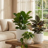 Three potted plants on a wooden coffee table in a living room with a beige sofa and large window 3-Piece White Stoneware Planter Pot Set with Embossed Texture