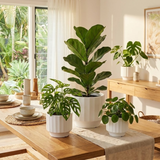 Potted plants on a wooden table with a bright, sunlit room in the background 3-Piece White Stoneware Planter Set with Fluted Design