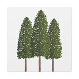 Ponderosa Pine Canvas Print – Wall Art