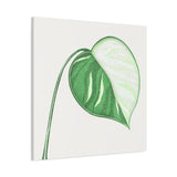 Monstera Albo Canvas Print – Botanical Wall Art
