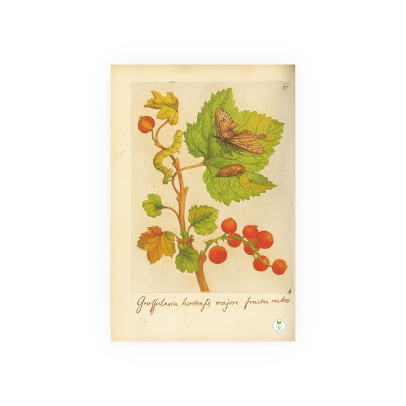 Red Gooseberry with Moth and Caterpillar,  Grossularia hortensis majore fructu rubro
