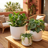 Three potted plants on a wooden table with a patio background 3-Piece White Ceramic Planter Pot Set with Vertical Fluted Design & Matching Saucers