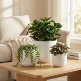 3-Piece White Stoneware Planter Pot Set with Vertical Groove Texture on a wooden coffee table in a living room setting.