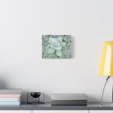Pachyveria Haagei Succulent Pattern Canvas Print – Botanical Wall Art